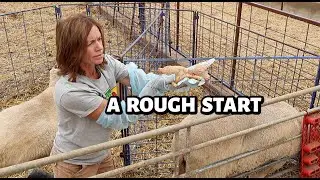 'Twas the week before lambing...