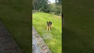 My GSD loves&hellip; #germanshepherd #gsds #dogs #gsd #germanshepherds #germanshepherddog #pets #gsds