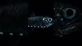 The Secret Glow of Lanternfish