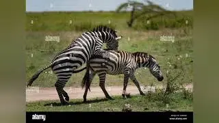 The Mating Life of Zebras | Full Educational Wildlife Video