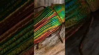 The Jewel Beetle: Mistaken for a Beer Bottle! 🍾 #shorts
