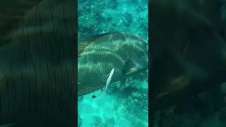 Рыба &ndash; Наполеон  в бухте Sharks bay. The Napoleon fish. Red sea. Egypt