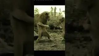 Bado Badi Bado Badi| Lion Dancing in Forest| Funniest Shorts ever| #funnyvideo #funnyshorts #funny