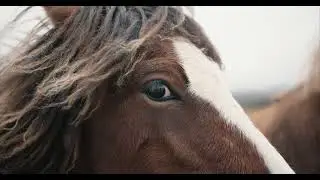 HORSE MANE BLOWING IN WIND 4K