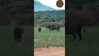 Predator and prey #viralvideo #animals #animallife #lion #predator #prey #buffalo #babyanimal #wild