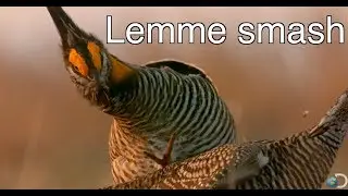 Lemme Smash - Chicken Edition *finally gets to smash*