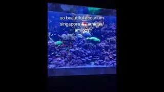 Aquarium  singapore 🇸🇬 amigas/amigos