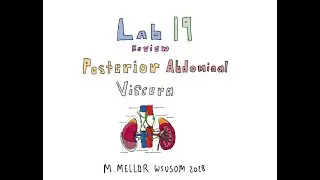 Gross Anatomy - Lab 19 Posterior Abdominal Viscera Review