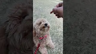 dog training video ❤️#trendingshorts #viralvideo