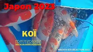 Une Journée de Rêve à la Vallée du Yamakoshi - VLOG JAPON # 10