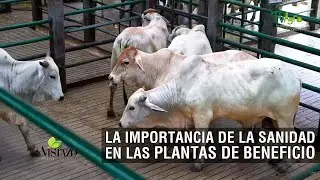 La importancia de la sanidad en las plantas de beneficio - TvAgro por Juan Gonzalo Angel Restrepo