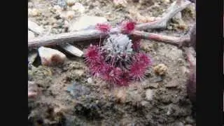 The-'Fastest'-SUNDEW On-EARTH ... Will-'Always'-Be AUSTRALIAN so-to-Speak!!!