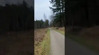 Dutch forest with fresh lork vieuw while walking #veenendaal #forest #europeanforest #wood #autarkie