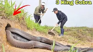 2 Brave Girls Chase Giant King Cobra That Crawled Across the Road
