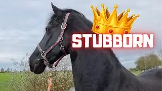 Stubborn horse.. and ponies | Last days of Senna the dog | Friesian Horses