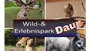 Wild-& Erlebnispark Daun