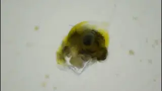 Larvas de centolla (zoeas) aliment&aacute;ndose de pienso