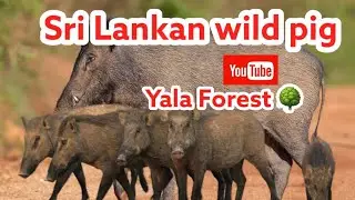 Sri Lankan Wild 🐗pigs😳😳#srilanka #visitsrilanka #yalaforest #srilankalatestnews