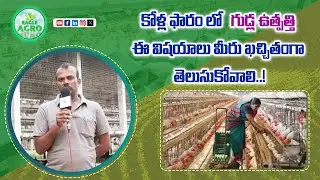 Layer Poultry Farm | Chicken Farm in Egg Production | How to start poultry farming Business | Eag...