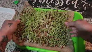 Como Retirar la Alfombrilla de Yute de Nuestras Bandejas de Germinacion #microverdes #germinados