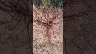 Zameen se judta Ficus Bonsai 😍 Aerial Roots ka Jadoo #shorts #bonsai #gardening