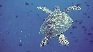 🌊 Stunning Underwater Sea Life | No Copyright HD Footage 🐠🐢