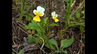 Фиалка полевая Viola arvensis