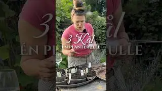 Smart brug af Planteruller | Se hele videoen i relateret video & dagens ord i beskrivelsen