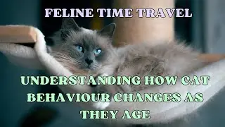 How cats behaviour changes as they age from kitten to adult to senior