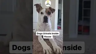 Right age for sterilisation of pets | Pet Chikitsa | #pets #shortsvideo #veteran