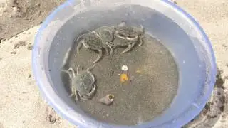 Baby crabs at Seascape Beach