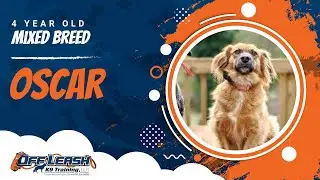 Oscar | 4 Year Old Mixed Breed | Dog Training Atlanta | Obedience Training