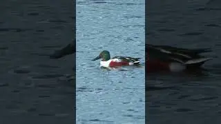 Adult Northern Shoveler | Peaceful Cinematic Duck Short (Slobeend) #shorts #nature #birds