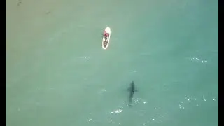 Drone 4K - Santa Barbara, California, Great White Sharks