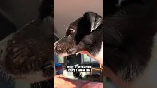 Life with my dog edited like a horror movie