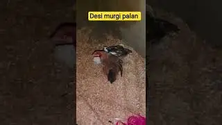 Desi murgi palan karna #2026 #viralvideos #pet #vlog