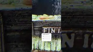#fish #animals #explore #fishtank #wildlife #zoo #cowboys #music #explore #youtubeshorts #foryou