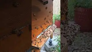 various bee activities at the beginning of the day #beehive #beehome #white washing #bees fanning