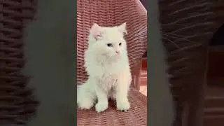 Cute Cat ❤️🐈 #subscribe #cat #grow #catslover #support #shortsfeed