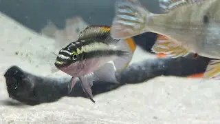 Discus community #discus #discusbreeding #red_head_tapajos #tapajos #geophagus #kribensis