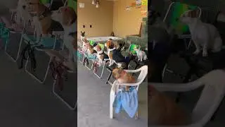 Dog school with my beagles.