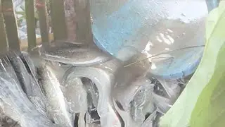 Amazing video! Hole Fish Trap | Smart Man Build Fish Trap By Muddy Soil With PVC Pipe