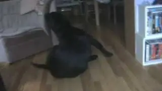 My Dog Lancelot