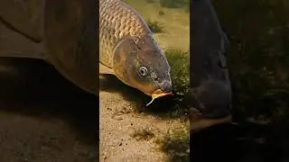 🎣 Bream BEWARE! 🤯Unbeatable Fist Bite Bait Rig! 🏆 #1 Secret?