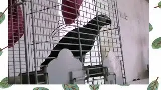 TALKING BIRD(BISCOOTY) /cel style