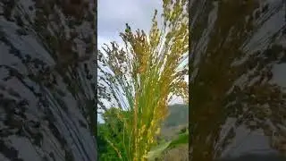 #broomcorn plants #seeds Nature green #shorts