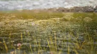 Calm Your Mind Piano 🌿 Nature Music for Healing and Reflection