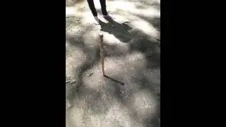 Day 16 Part 1: Shadow Stick Method