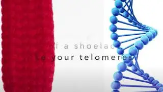 Aging, Telomeres and Physical Activity