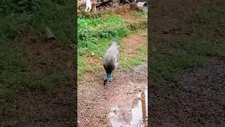 വീട്ടിൽ വിരുന്ന് വന്ന അഥിതി 🥰#shorts#trending #peacock #two wings tailoring 